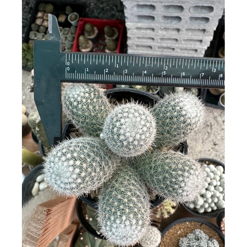 เข็มเงินฟอร์มกอ-mammilaria-germinispina