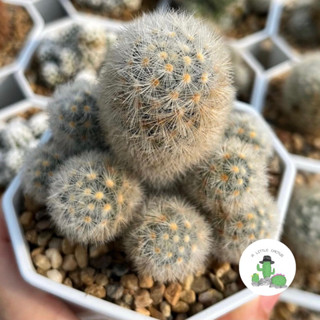 🌵 A Little cactus🌵| คาร์มิเน่ขาว แคคตัส กระบองเพชร