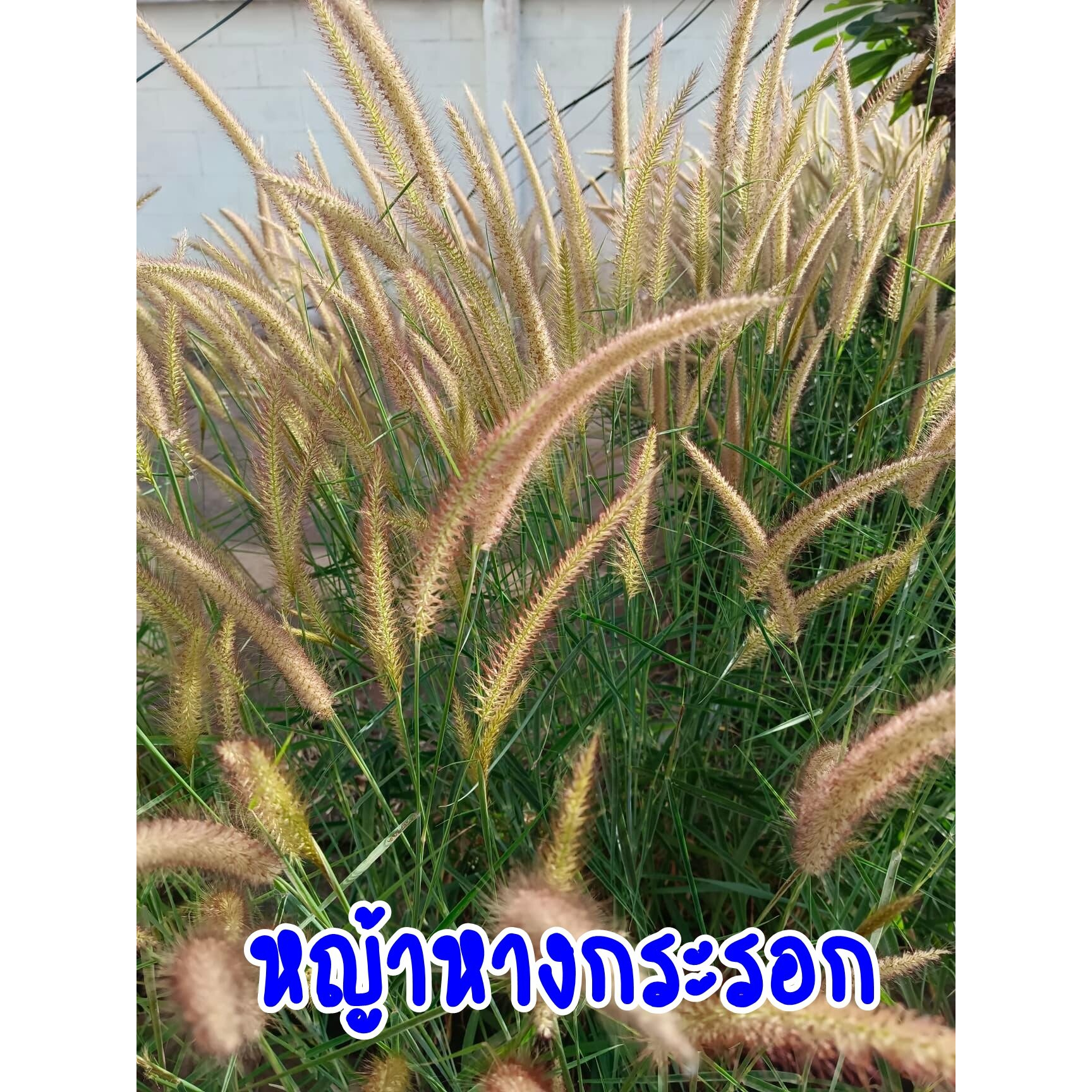 หญ้าหางกระรอก-หญ้าแต่งสวน-ท่อนพันธุ์และเมล็ดสำหรับปลูก