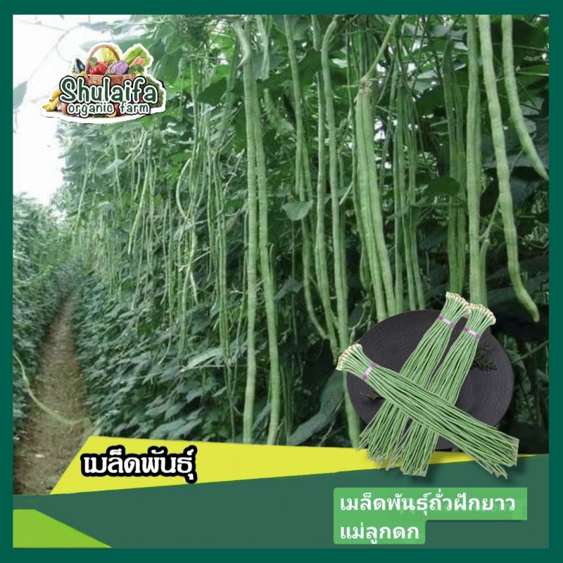 เมล็ดพันธุ์ถั่วฝักยาว-แม่ลูกดก-30เมล็ด-เมล็ดพันธุ์ผักสวนครัว-เมล็ดพันธุ์ผักต่างประเทศ