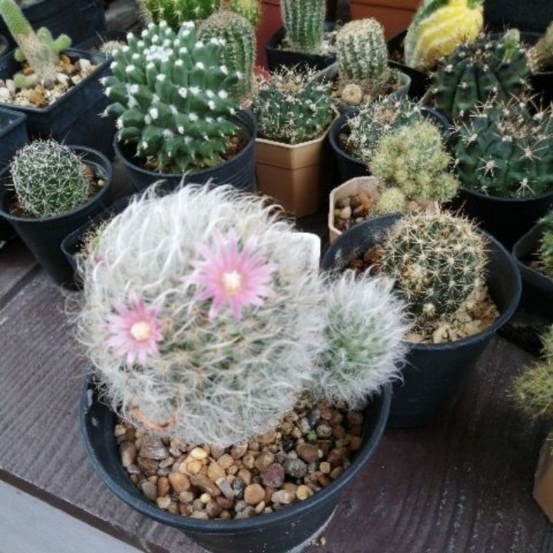 ตะบองเพชร-cactus-ขายต้นไม้