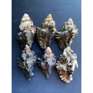 seashells black murex shell 6pcs=159Baht