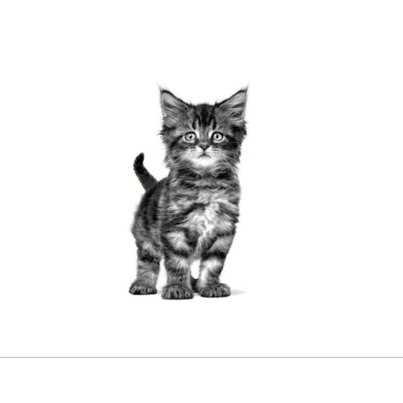 gastrointestinal-kitten-400-กรัม-อาหารลูกแมวประกอบการรักษาโรคทางเดินอาหาร-ชนิดเม็ด