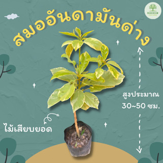 ต้นพันธุ์สมออันดามันด่าง สูง 30~50 ซม. สมออันดามัน