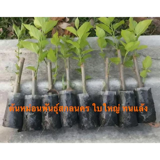 ต้นหม่อนพันธุ์สกลนครใบใหญ่ ทนแล้ง  (มีคู่มือการปลูก) ตัดใบตอนส่ง photo