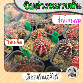 ต้นยิมโนด่างหลายต้น เลือกต้นได้ LBHBด่าง (gymnocalycium) set G - กระบองเพชร ราคาถูก🌵แคคตัส🌵
