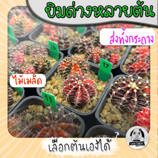 ต้นยิมโนด่างหลายต้น เลือกต้นได้ LBHBด่าง (gymnocalycium) set G - กระบองเพชร ราคาถูก🌵แคคตัส🌵