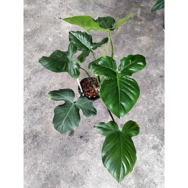 philodendron-barrosoanum-ฟิโลฯมิกกี้เมาส์-สายสะสมต้องมี