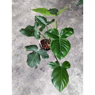 Philodendron barrosoanum ฟิโลฯมิกกี้เมาส์ สายสะสมต้องมี