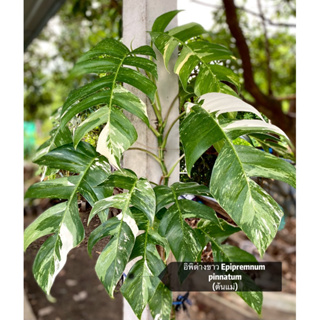 อิพิด่างขาว(Epipremnum Pinnatum Variegated)