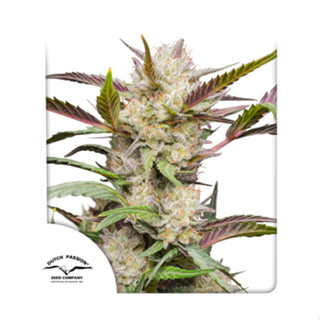 Auto Mimosa Punch Dutch passion 7 auto flowering cannabis seeds เมล็ดกัญชา เมล็ดพันธุ์กัญชา