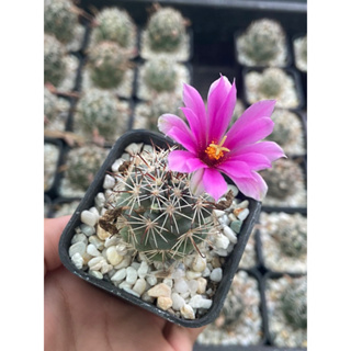 แมมชูแมน ดอกสีม่วง Mammillaria Schumanii แคคตัส กระบองเพชร