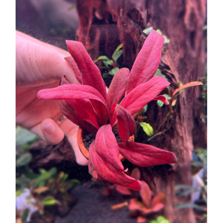 samolus parviflorus red ใบน้ำ 💯 ต้นไม้น้ำหายาก ต้นไม้น้ำนำเข้า ต้นไม้น้ำสีแดง
