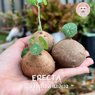 บัวบกโขด erecta 《 3-5cm มีใบ 》ไม้เลี้ยงสุขภาพดี รายการแบบเลือกต้นค่ะ เลี้ยงง่ายมีคู่มือการเลี้ยงให้ค่ะ