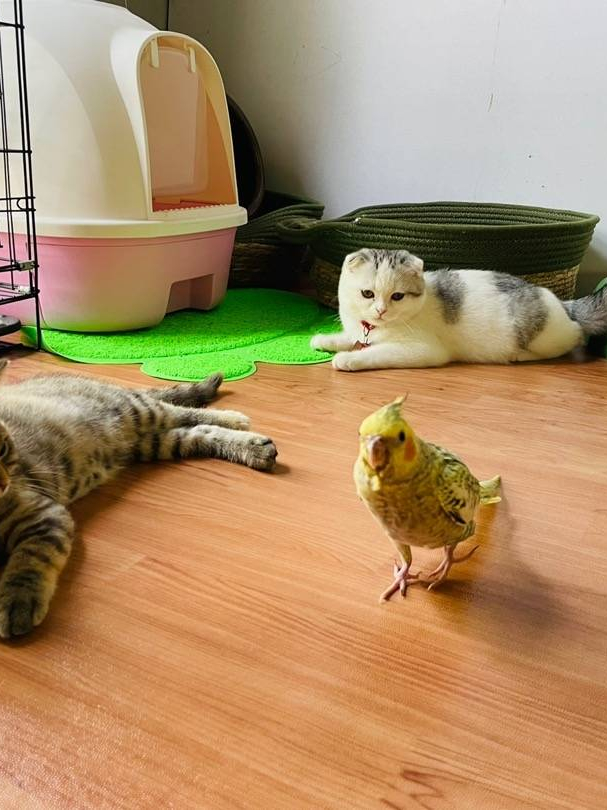 เสื่อน้ำมันปูพื้น เสื่อน้ำมันพีวีซี หน้าทราย กว้าง 2 เมตร ราคาต่อเมตร ส่งแบบม้วน - 5