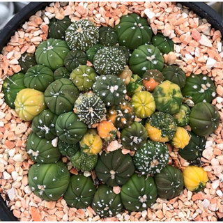 🔥🔥🔥ยกพอตราคาคุ้มสุด❤️‍🔥❤️‍🔥🧡💛💚Astrophytum asterias Mix มีทั้งสายด่าง เต่า ซุปเปอร์ด่าง ด่างสีจี๊ดจ๊าด