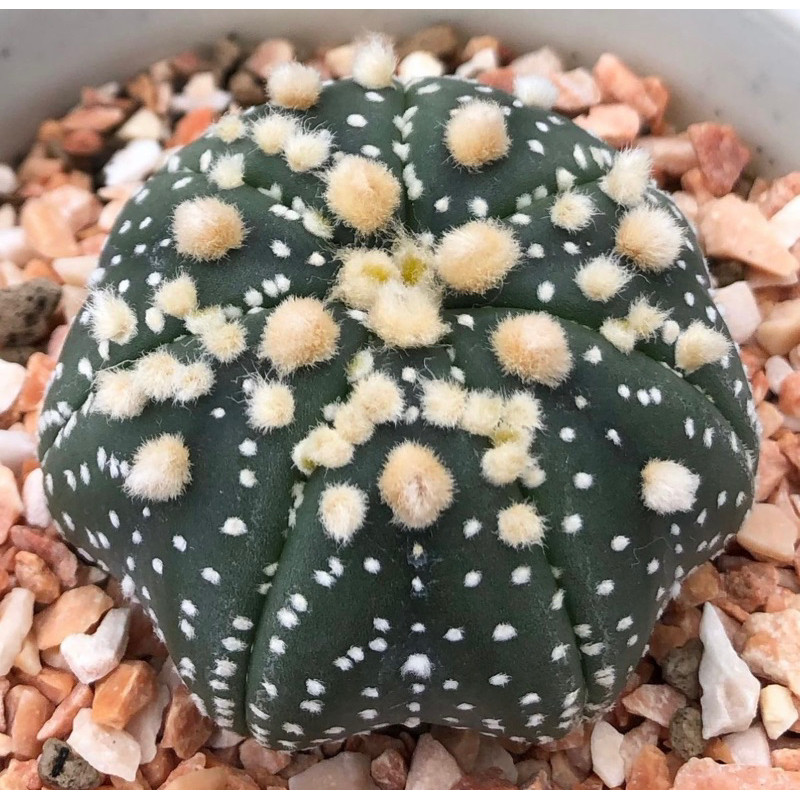 astrophytum-asterias-hanazono-ประจุดออกมาตั้งแต่ไซส์นี้-โดดเด่นมาก