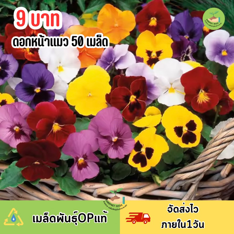 9-บาท-เมล็ดพันธุ์ดอกหน้าแมว-บรรจุ-50-เมล็ด-คละสี