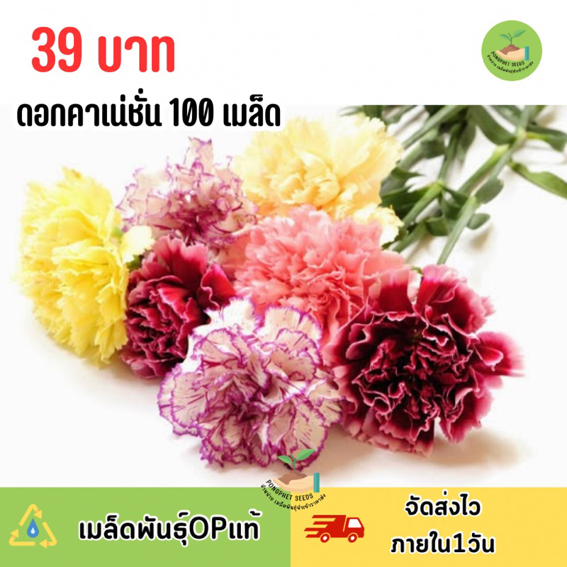 เมล็ดพันธุ์ดอกคาเน่ชั่น-คละสี-บรรจุ100-เมล็ด