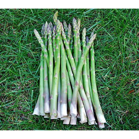 เมล็ด-หน่อไม้ฝรั่ง-พันธุ์เมรี่-วอชิงตัน-mary-washington-asparagus-50-เมล็ด