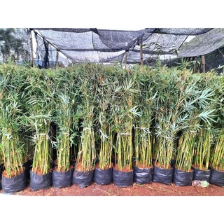 ไผ่หลอด ราคาพิเศษ | ซื้อออนไลน์ที่ Shopee ส่งฟรี*ทั่วไทย!