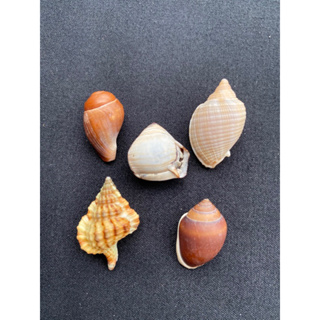 Rare sea snail shell collectibles ของสะสมเปลือกหอยทากทะเลหายาก