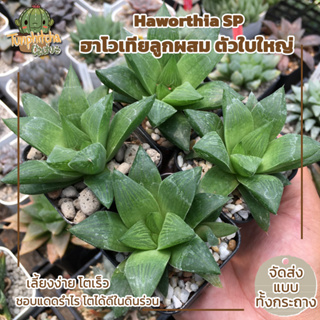 ฮาโวเทีย Haworthia SP ไม้อยู่ในกระถาง2" (ส่งแบบทั้งกระถาง)