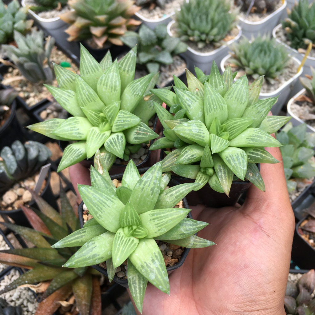 ฮาโวเทีย-haworthia-ราคาพิเศษ-a-ส่งทั้งกระถาง