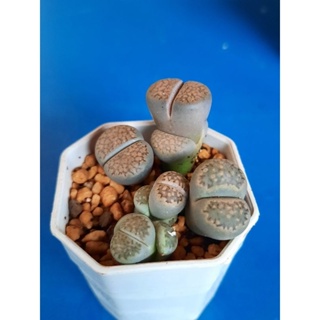 ไลทอป (Lithops) พอต สวย น่ารัก ไม่สะสม