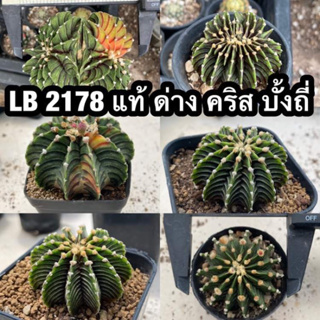 LB 2178 แท้ Gymnocalycium LB 2178