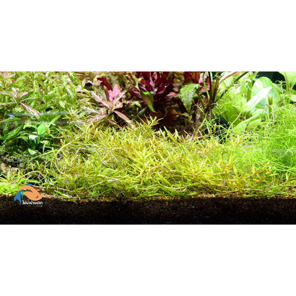 โรทาล่าโกลเด้น-rotala-yellow-green-golden-new