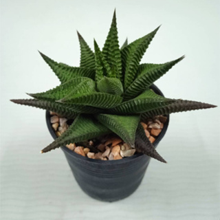 ต้นม้าเวียน ต้นไม้อวบน้ำ Haworthia limifolia Marloth