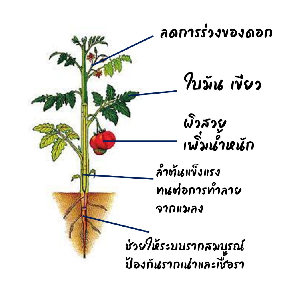 ปุ๋ยปรับสภาพดิน-บีไรท์-ป้องกันโรคเน่า-ปรับปรุงดิน-ชนิดผง-ละลานน้ำง่าย-เห็นผลไว-ขนาด25-กิโล