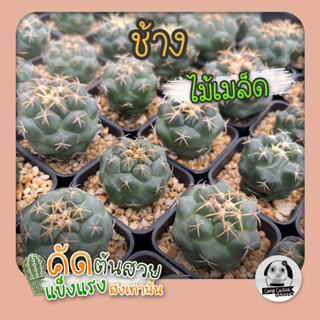 ต้นช้าง  (Coryphantha elephantidens) ไม้เพาะเมล็ด - ต้นกระบองเพชร ราคาถูก🌵ต้นแคคตัส❤️