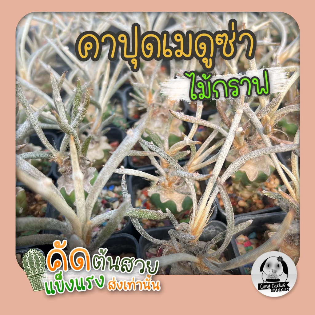 ต้นคาปุดเมดูซ่า-astrophytum-caput-medusae-ไม้กราฟ-ต้นกระบองเพชร-ราคาถูก-ต้นแคคตัส