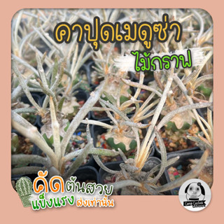 ต้นคาปุดเมดูซ่า (Astrophytum caput-medusae) ไม้กราฟ - ต้นกระบองเพชร ราคาถูก🌵ต้นแคคตัส❤️