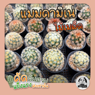 ต้นแมมคามิเน่ (Mammillaria carmenae) ไม้เพาะเมล็ด  - ต้นกระบองเพชร ราคาถูก🌵ต้นแคคตัส❤️