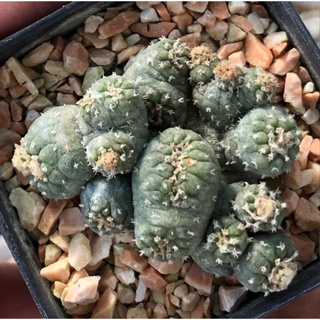 🔴⚫️🔴ของหายากค่าาRARE PLANT MONTROSE SKIN OF LOPHOPHORA🔴⚫️🔴 🍈🍈🍈 Lophophora Fricii Montrose Cristata ผิวสวยงาม