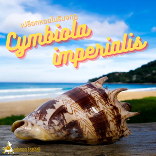 Andaman seashell เปลือกหอย หอยโนรีมงกุฏ (Cymbiola imperialis)