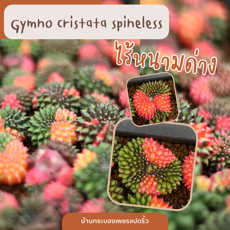 พร้อมส่ง-gymno-cristata-spineless-ยิมโนไร้หนามด่าง-แคคตัส-กระบองเพชร-บ้านกระบองเพชรแปดริ้ว