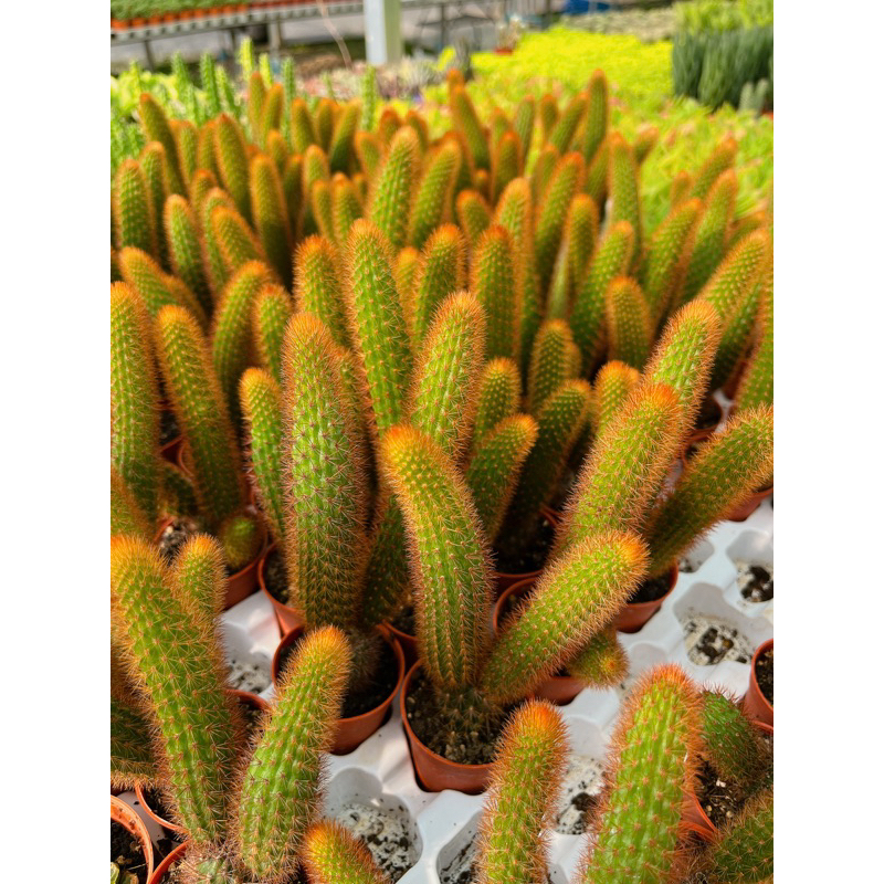 หางกระรอกสีแดง-cactus-echinopsis