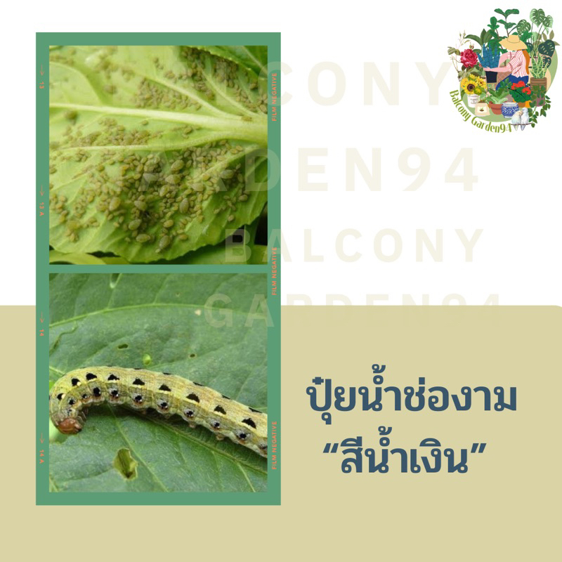 ปุ๋ยน้ำอินทรีย์-สูตรกำจัดศัตรูพืช-หนอน-เพลี้ยแป้ง-ไรแดง