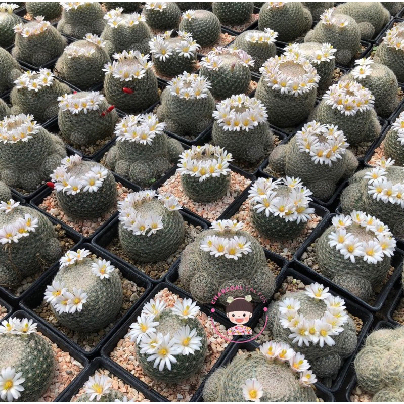 ยกพอตสามต้นสุดปัง-ราชินีแห่งแมมมิลลาเรีย-mammillaria-lenta-ถือว่าเป็นราชินีแห่งแมมเลยก็ว่าได้