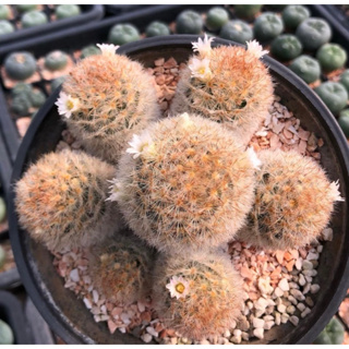 🐻เจ้าPizzly Bearดอกบานรอบต้นขนาดนี้อดใจไม่ไหวแน่นอน 💖🌼Mammillaria carmenae Multicolor ส้มน้ำตาลชมพู🧡🤎💖