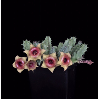 กระบองเพชร เก๋งจีน Huernia Venus Rutiles ***เด็ดสด3กิ่ง***