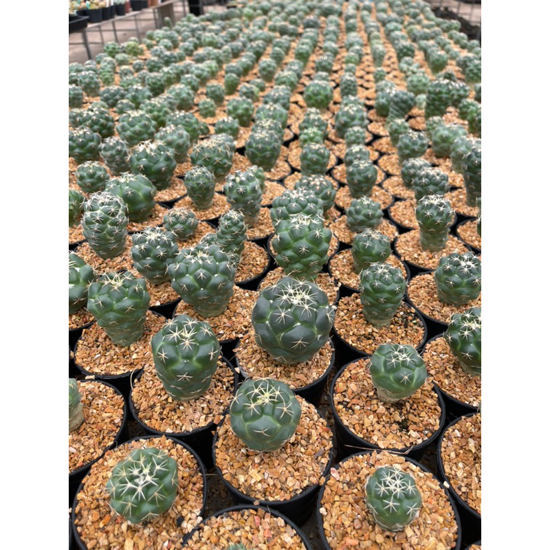 coryphantha-แคคตัสช้าง-ขนาดโดยปรมาณ3-4-cm-จากฟาร์ม-cactusdreamyok-ต้นไม้-กระบองเพชร-cactus