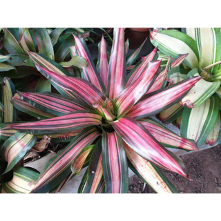 ขายต้นแม่ตามภาพ #สับปะรดสี #bromeliads #ไม่ประดับ #ไม้มงคล