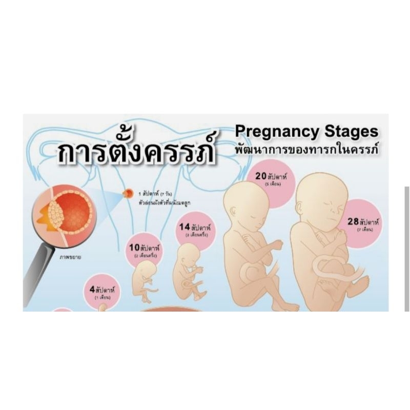 การตั้งครรภ์-eq-083-โปสเตอร์สื่อการสอน-หุ้มพลาสติก