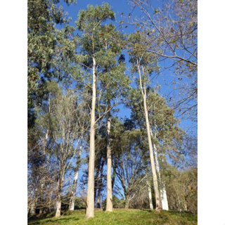ต้นพันธุ์ยูคาลิปตัส พร้อมปลูกในถุงดำ 29 บาท เป็น ไม้ยืนต้นโตเร็ว ที่ปลูกได้แทบจะทุกสภาพพื้นที่  ระยะเวลาสั้น เติบโตง่าย