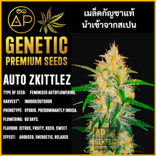 🇪🇸 เมล็ดกัญชา Auto Zkittlez เมล็ดค่าย AP Genetic นำเข้าจากสเปน เมล็ดกัญ ชา ออโต้ เพศเมีย แท้ 100% ควบคุมคุณภาพอย่างเข้มง